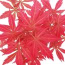 Japanischer Fächer-Ahorn,  Acer palmatum, 15cm Schale