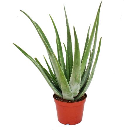 17+ Aloe Vera Plant Large