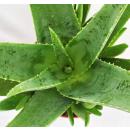 Aloe Vera - ca. 7-8 ans - pot de 21cm, grande et très vieille plante