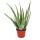 Aloe Vera - approx. 7-8 years old - 21cm pot - giant and very old plant