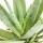 Aloe Vera - ca. 7-8 ans - pot de 21cm, grande et très vieille plante