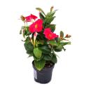 Dipladenia - Jasmin du Chili - 3 plantes - floraison rose
