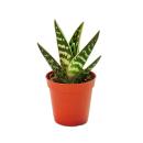 Aloe variegata - Aloe vera - Tiger aloe - plante de...