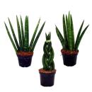 Sansevieria cylindrica - Set  of three different styles-...