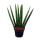 Sansevieria cylindrica - Set  of three different styles - in 9cm pot - Mother-in-laws Tongue