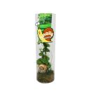Snaily - La plante à coquille descargot -...