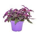 Gynura Purple Passion - Velvet-Leaf - Purple Plant - 12cm...