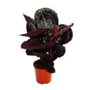 Schattenpflanze mit ausgefallenem Blattmuster - Calathea Dottie - 12cm Topf - ca. 25-30cm hoch