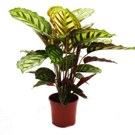 Plante dombre à motif de feuilles inhabituel - Calathea roseapicta - pot de 14cm - hauteur env. 50cm