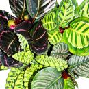 Shadowplant  - Set of 4 different Plants - 14cm pot -...