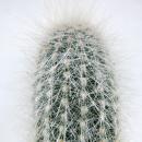Cleistocactus strausii - Bougie en argent - en pot de 8,5cm