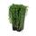 Pois vert - Senecio rowleyanus pot de 14cm