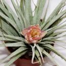 Tillandsia "Cotton Candy" - 5,5cm pot - with...