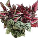 Mix of ornamental-leaved begonias "Botanica" -...