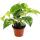 Climbing Plants Set of 3 indoor plants - 9cm