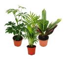 Set de 3 plantes dintérieur - type 1- 9cm