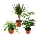 Set de 3 plantes dintérieur - type 2 - 9cm