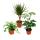 Set de 3 plantes dintérieur - type 2 - 9cm