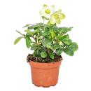 Christrose - Helleborus niger - 11cm Topf - viele Knospen