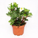 Christrose - Helleborus niger - 11cm Topf - viele Knospen