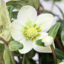 Christmas Rose - Helleborus Niger - 11cm pot - many buds