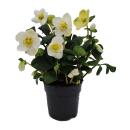 Rose de Noël - Helleborus niger - pot de 11cm -...