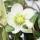 Christmas rose - Helleborus niger - 9cm pot