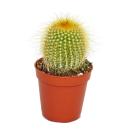 Eriocactus leninghausii - plante de taille moyenne en pot...