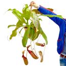 Nepenthes maxima - Plante à pichet géante -...