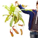Giant Pitcher Plant - Nepenthes maxima - hanging pot