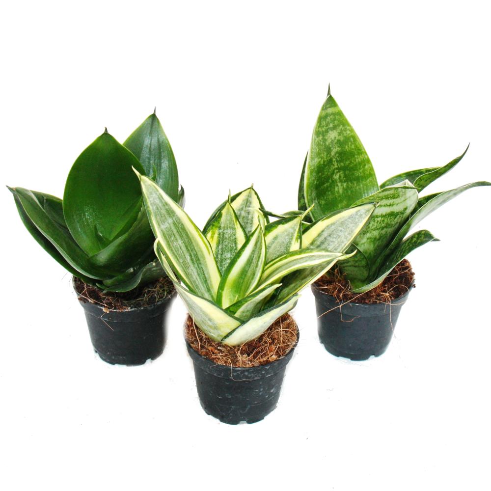 Sansevieria Trifasciata Hahnii Set Of 3 Different Plants Potsize 5 Deciduous trees are the trees which shed their leaves. exotenherz