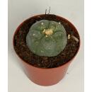 Lophophora williamsii - Peyote - Cactus peyotl - floraison, pot de 8,5cm
