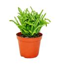 Plante succulente - Crassula lycopodioides - queue de...