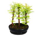 Outdoor bonsai - Metasequoia glyptostroboides - small...