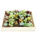 Mini succulentes 3,5cm pot - boîte en bois avec 30...