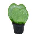 Hoya kerii - plante feuille coeur, plante coeur ou petite...