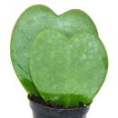 Hoya kerii - plante feuille coeur, plante coeur ou petite...