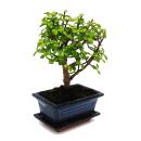 Bonsaï - Portulacaria afra - Arbre de jade - Arbre à éléphant dAfrique - environ 4-5 ans - forme sphérique