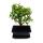 Bonsai - Portulacaria afra - Jade tree - African elephant tree - approx. 4-5 years - ball shape