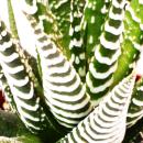 Haworthia fasciata "Big Band" - plante de...