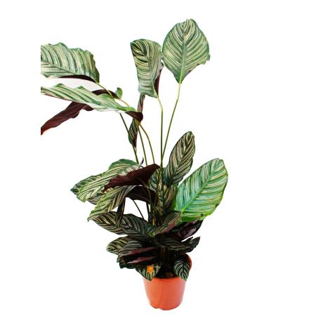 Plante dombre XXL avec un motif de feuilles inhabituel - Calathea ornata - pot de 19 cm - environ 70-90 cm de haut