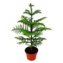 Norfolk tree - Araucaria heterophylla - 15cm pot - about...