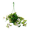 Zimmerpflanze zum Hängen - Hoya carnosa rubra -...