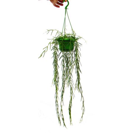 Houseplant to hang - Hoya linearis - Waxflower 12cm traffic light