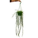 Zimmerpflanze zum Hängen - Hoya linearis -...