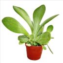 Kalanchoé thyrsiflora - plante moyenne en pot de...