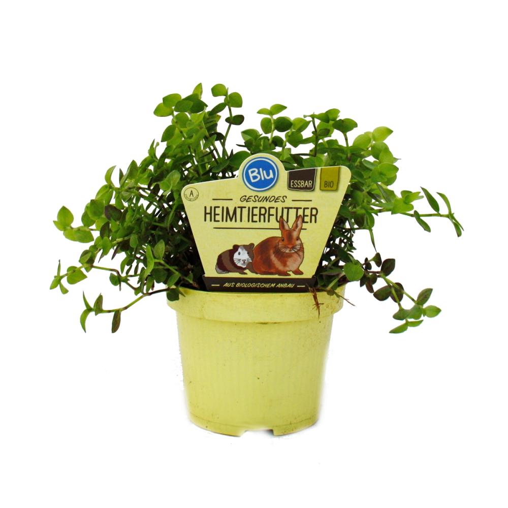 Feeding plant for pets - Callisia repens - Vital food for or