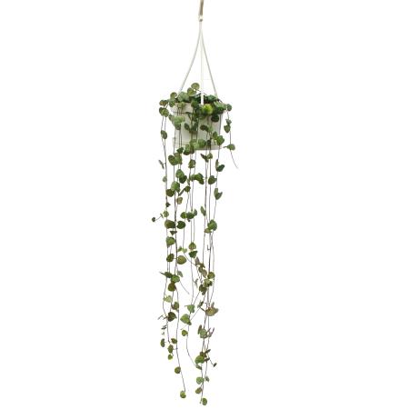 Plante dintérieur à suspendre - Ceropegia woodii - Fleur de candélabre - feu tricolore 10cm