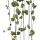 Plante dintérieur à suspendre - Ceropegia woodii - Fleur de candélabre - feu tricolore 10cm