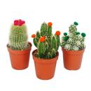 Cactus set - 3 plantes différentes dans un pot de...